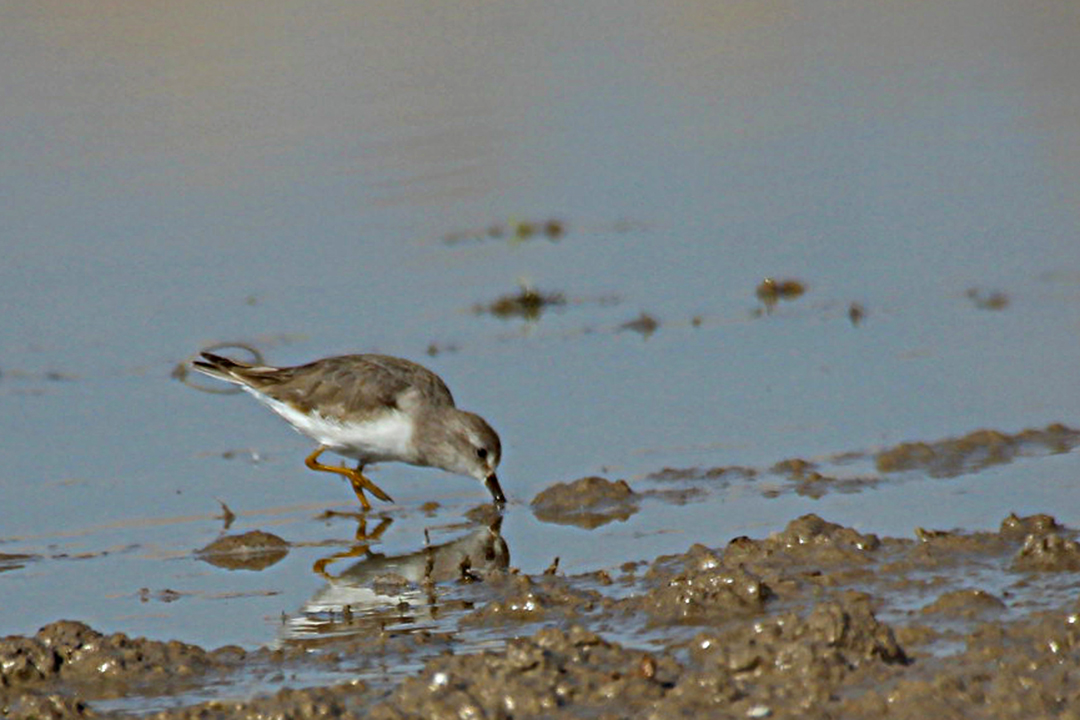 Temminck's Stint